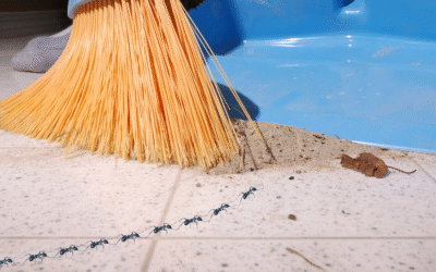 Spring Cleaning Tips for a Pest-Free Home: Embrace the Season Change