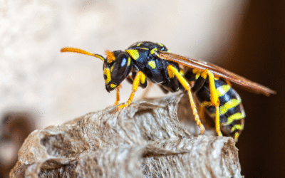 Different Types of Wasps Affecting Families Near Me